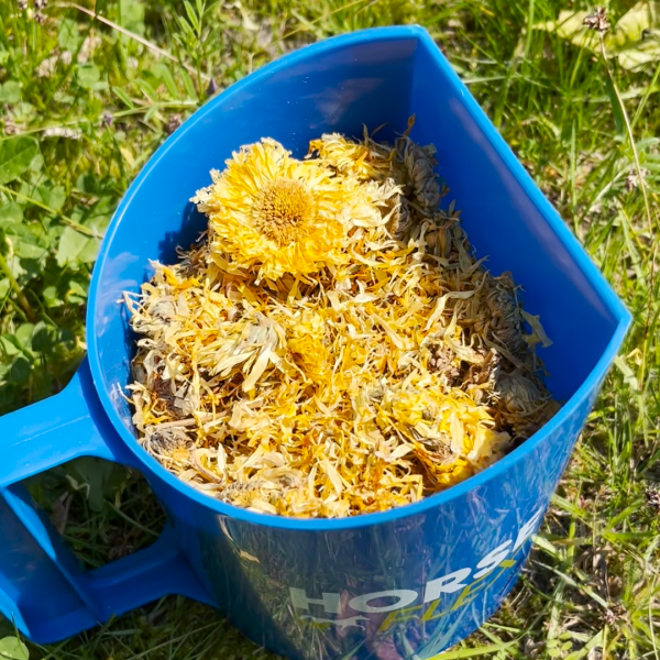 Goudsbloem voor paarden