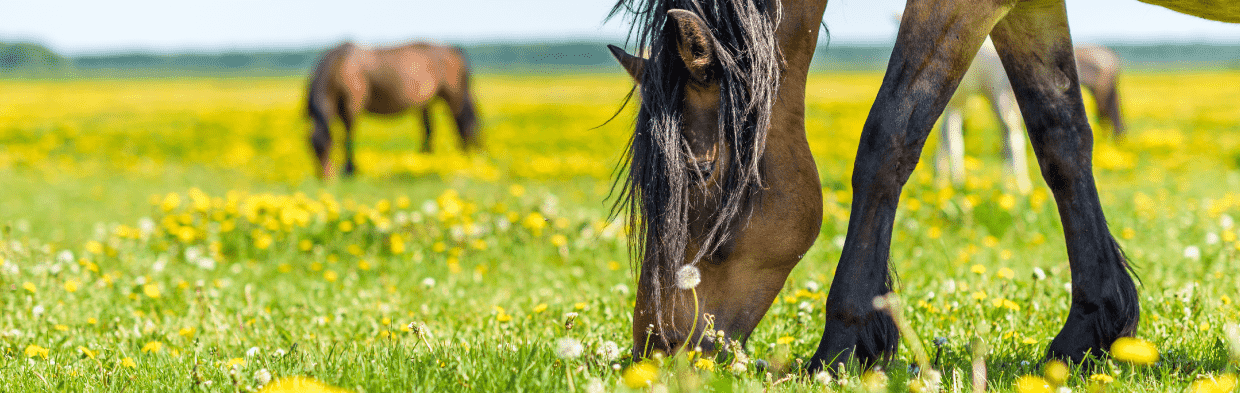 grasendes Pferd