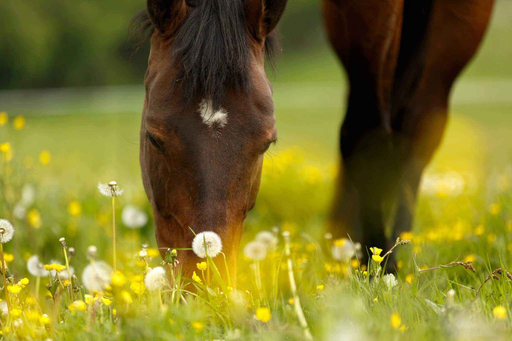 pollenallergie bei Pferde