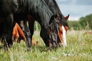 Verdauungssystem Pferde